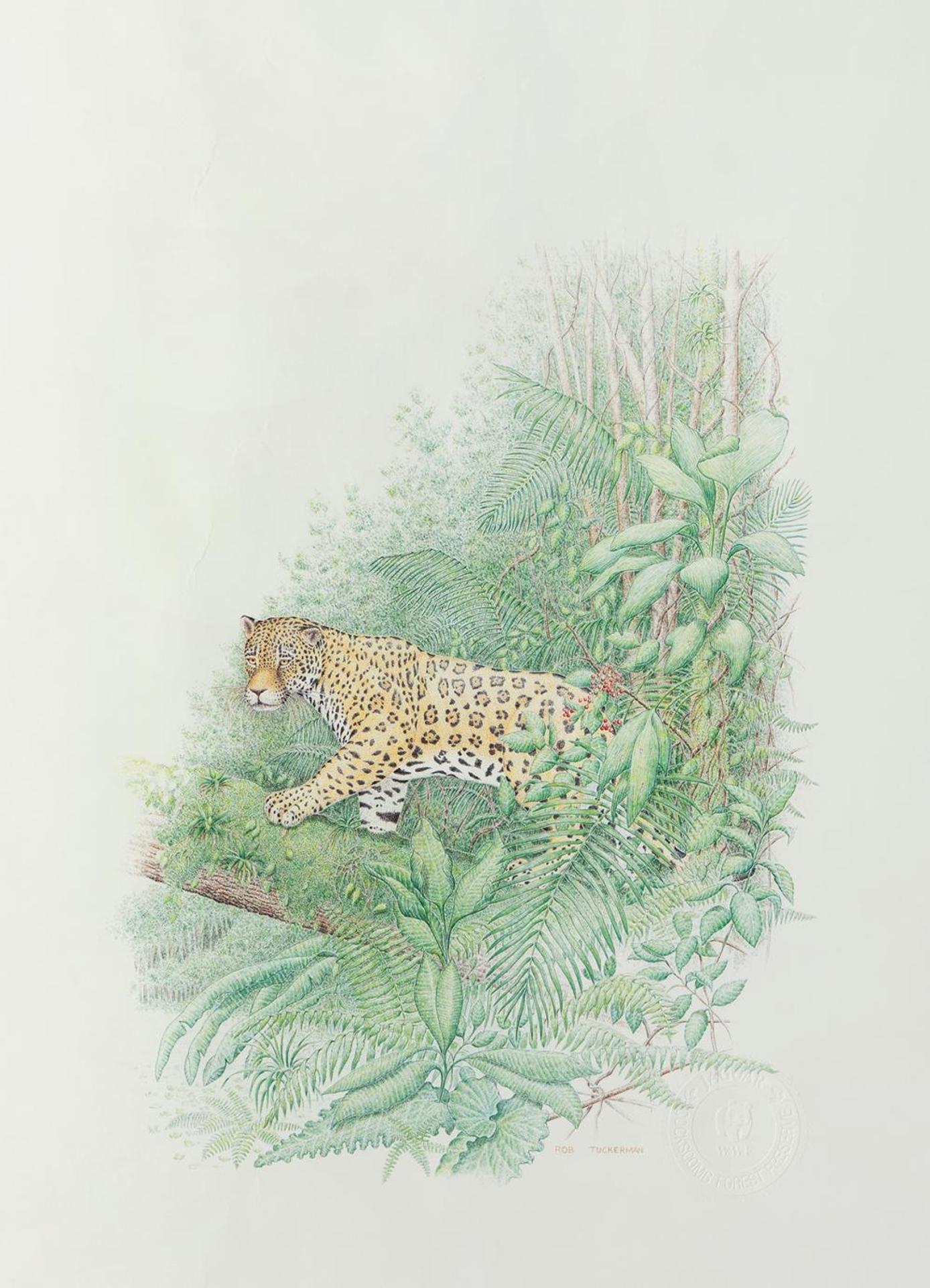 Rob Tuckerman - Jaguar
