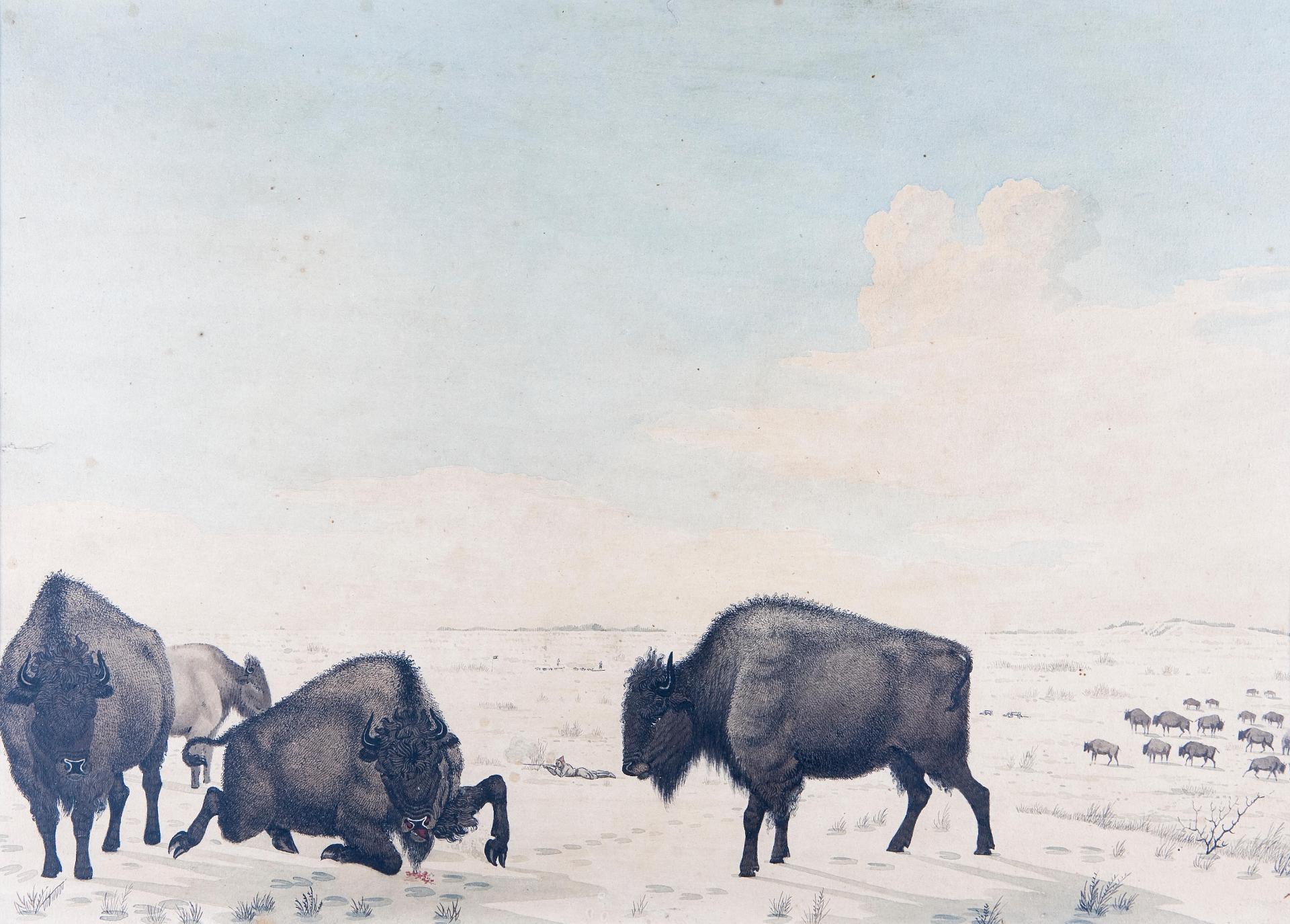 Peter Rindisbacher (1806-1834) - Indian hunter shooting at bison herd