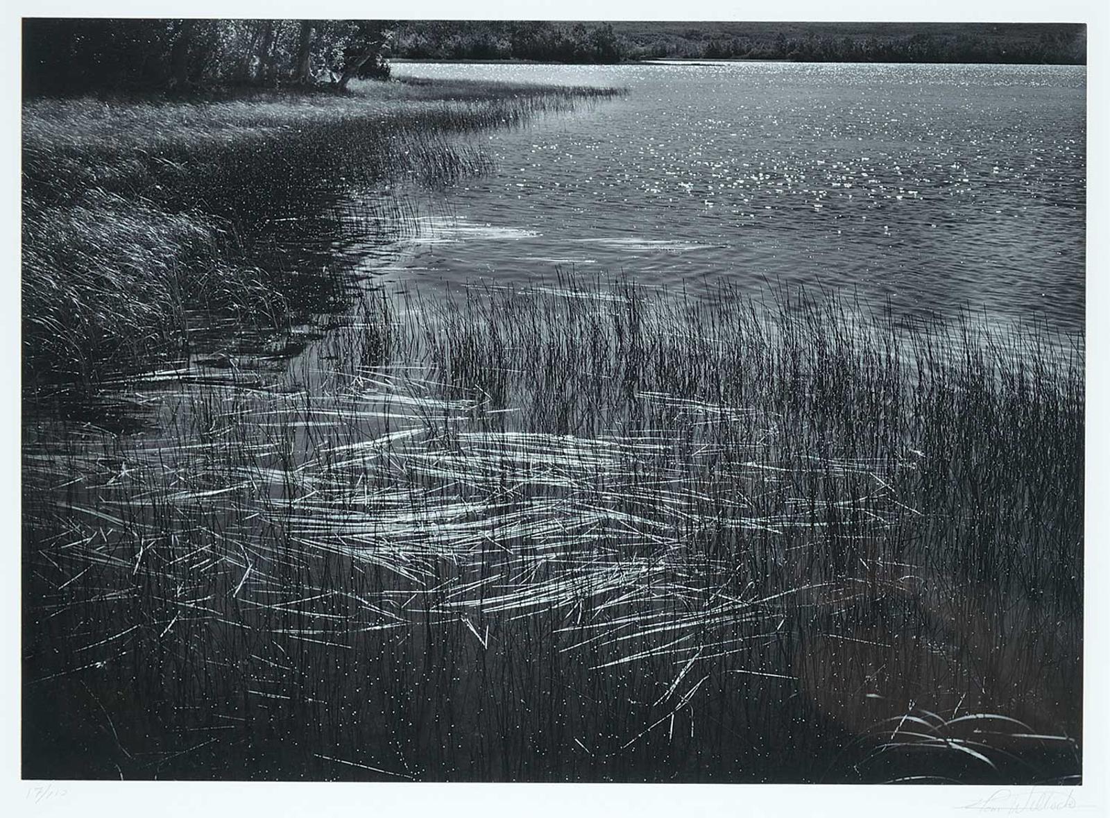 Tom Willock - Marsh Grass, Maskinonge  #17/110