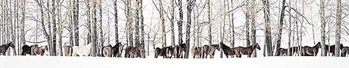 Karen Ho Fat Lee (2021) - Winter Horsescape Panorama