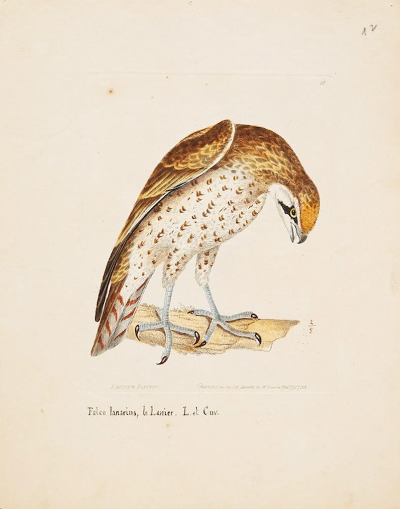 William Lewin (1747-1795) - Set of Ten Prints of Birds by William Lewin and Five others