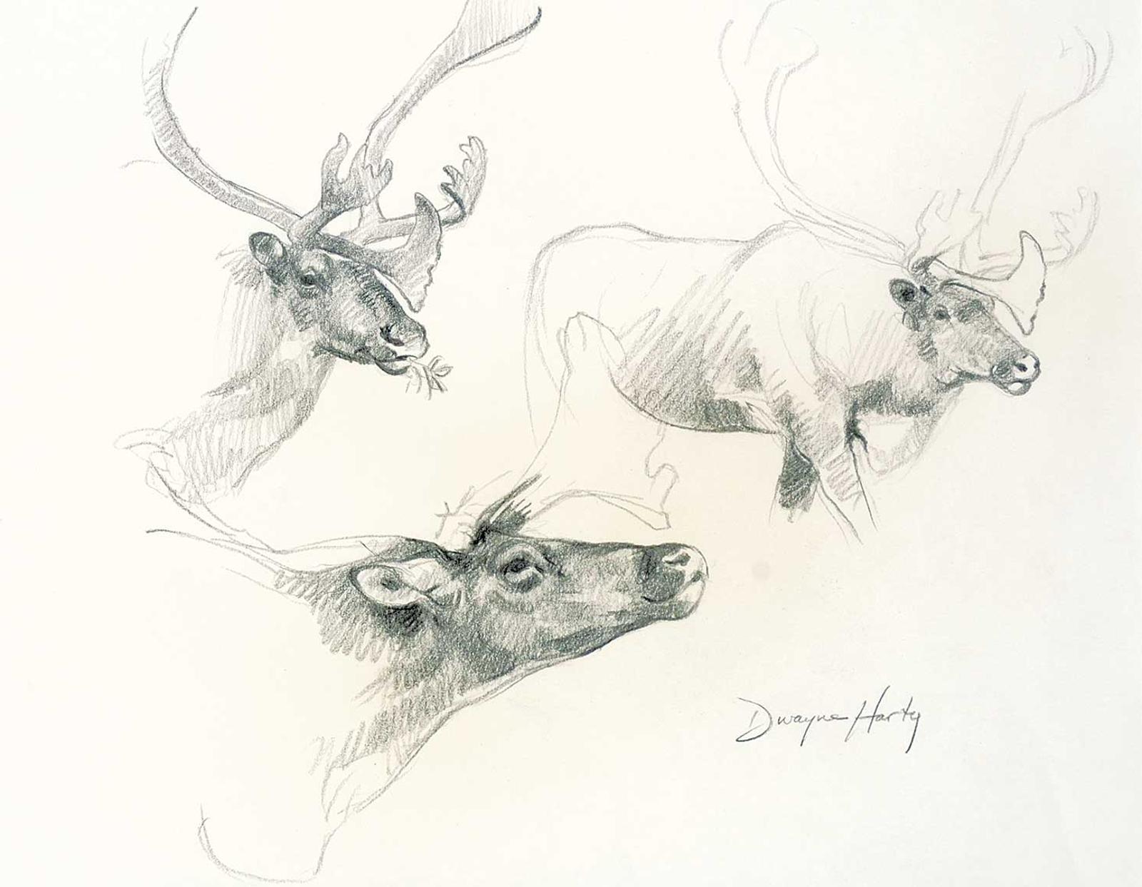 Dwayne Harty (1957) - Untitled - Caribou Study