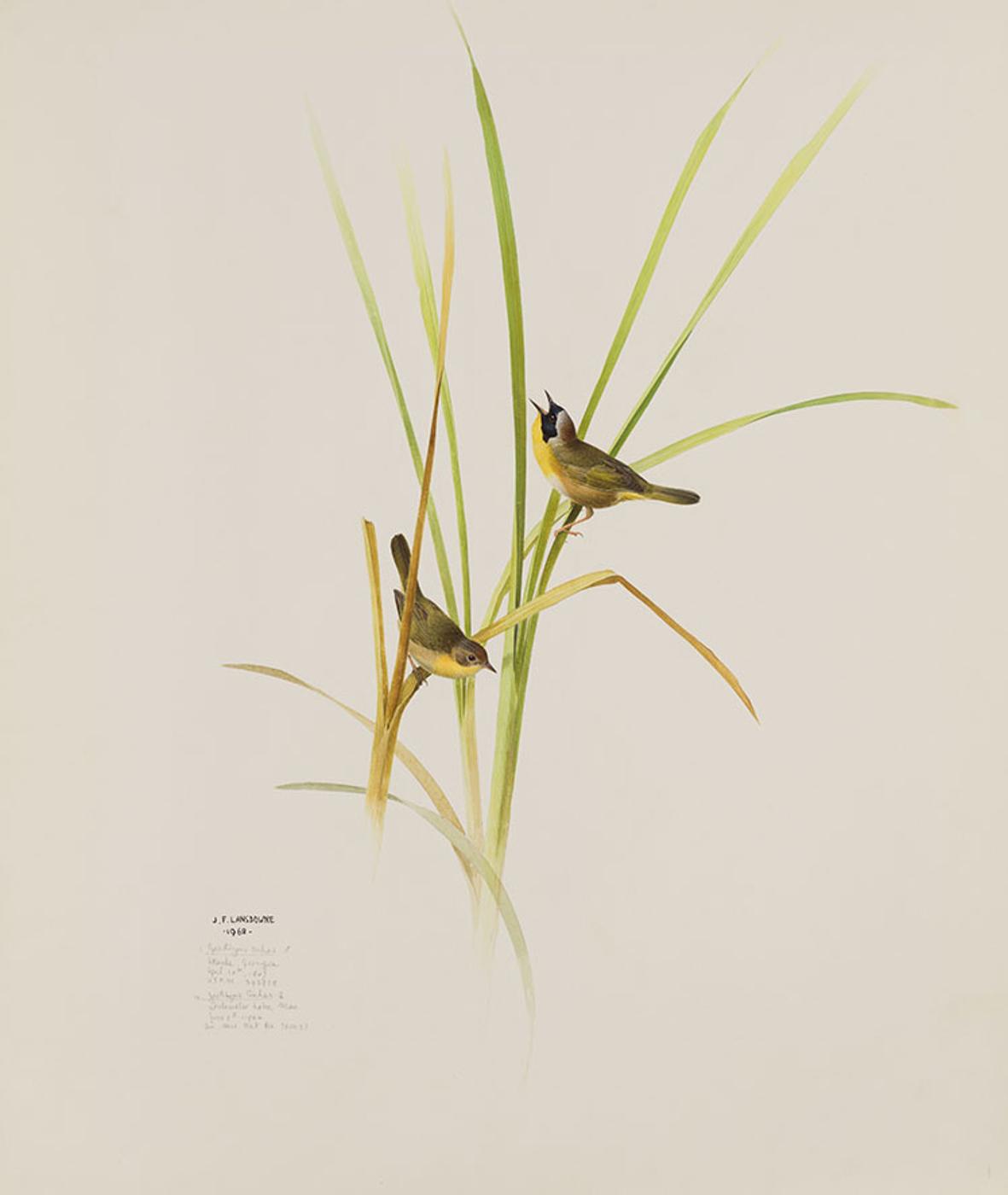 James Fenwick Lansdowne (1937-2008) - Geothlypis trichas