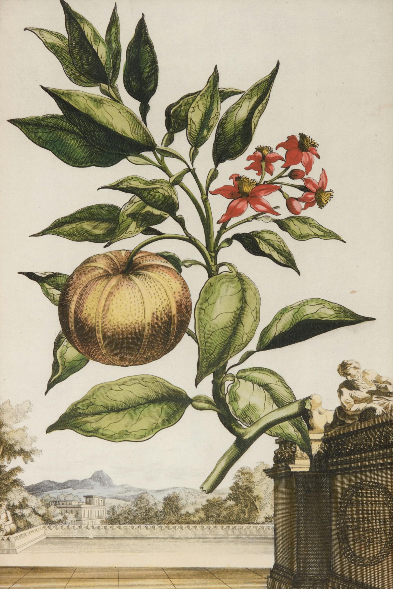 Abraham Munting (1626-1683) - Oxylapathum Tuberosum Americannum; Mechoacanna Sylvestrus; Malva Arborescens Indica Minor and Hybrid Oranges