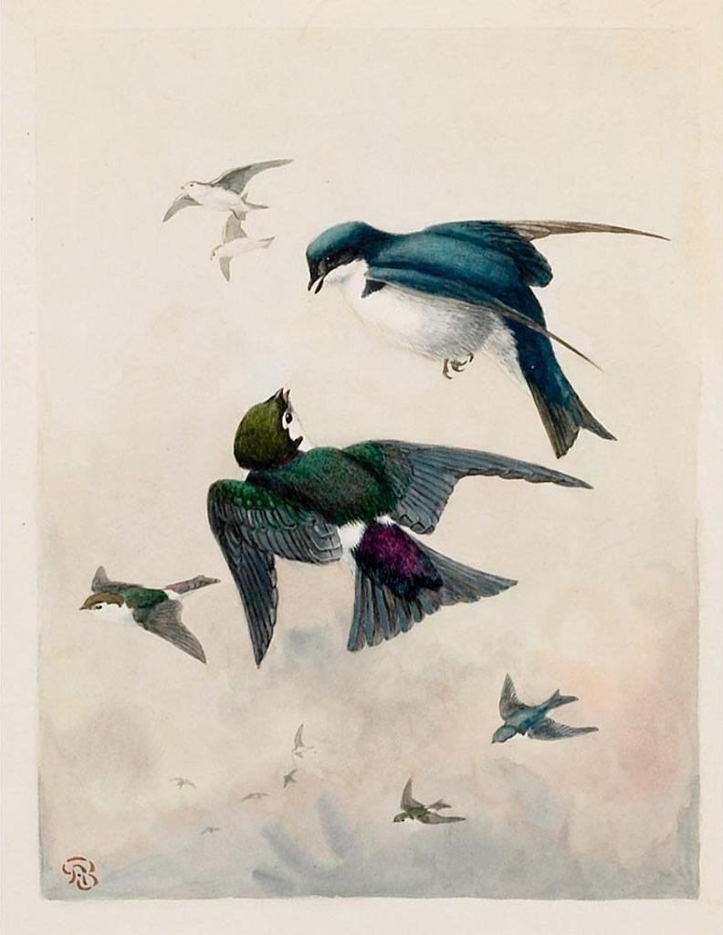Allan Brooks (1869-1946) - Tree & Violet Green Swallows