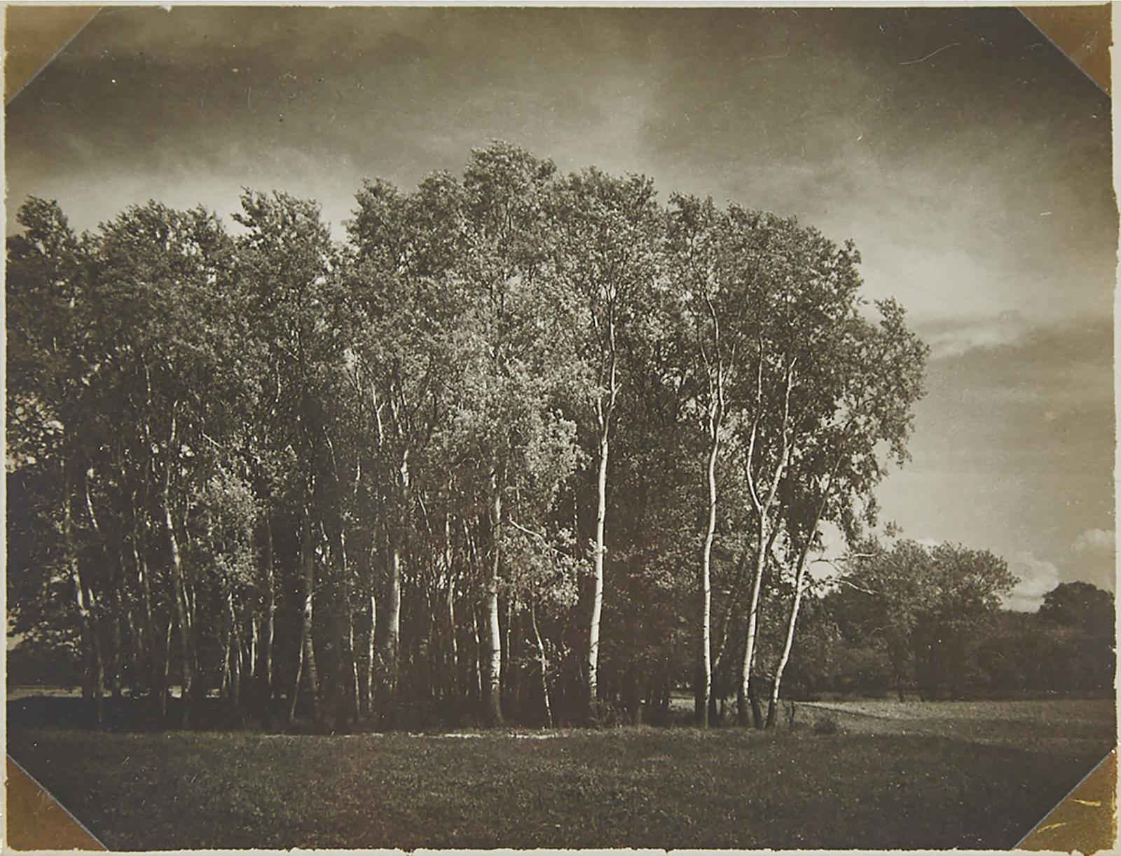 André Kertész (1894-1985) - Landscape (With Grove Of Trees In Hungary), Circa 1918
