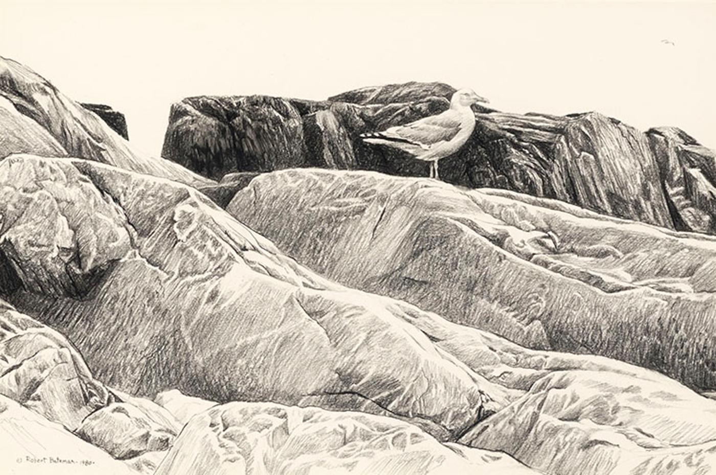 Robert Mclellan Bateman (1930-1922) - Great Black-backed Gull on Rocks