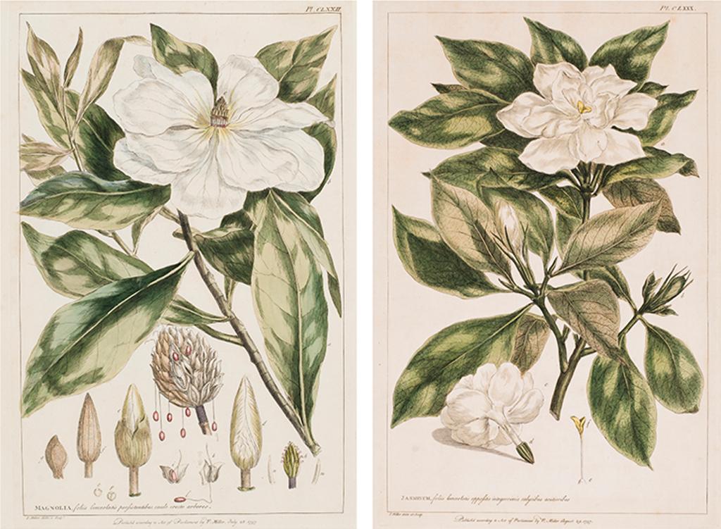 Philip Miller (1691-1771) - Pair of Botanical Engravings, Magnolia / Jasminum