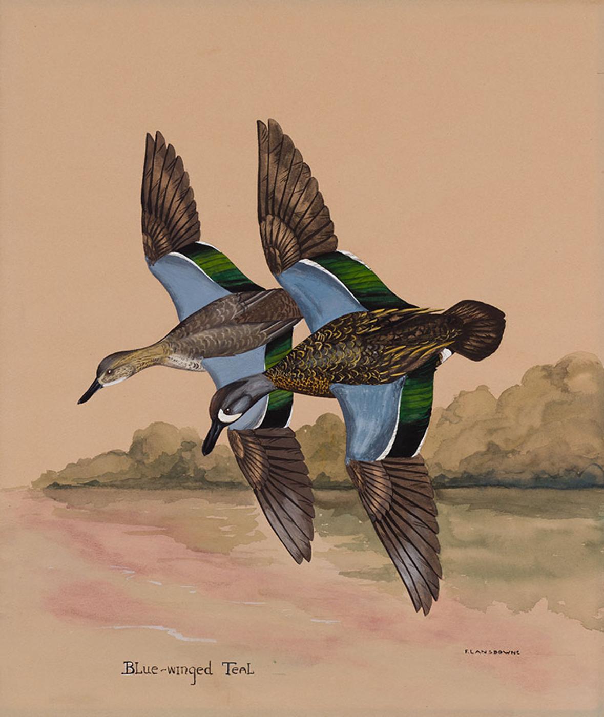 James Fenwick Lansdowne (1937-2008) - Blue-winged Teal