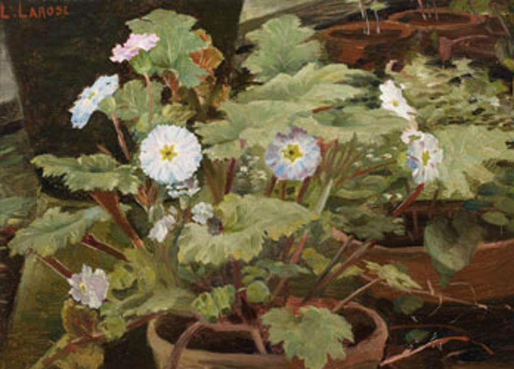 Ludger Larose (1865-1915) - Primroses