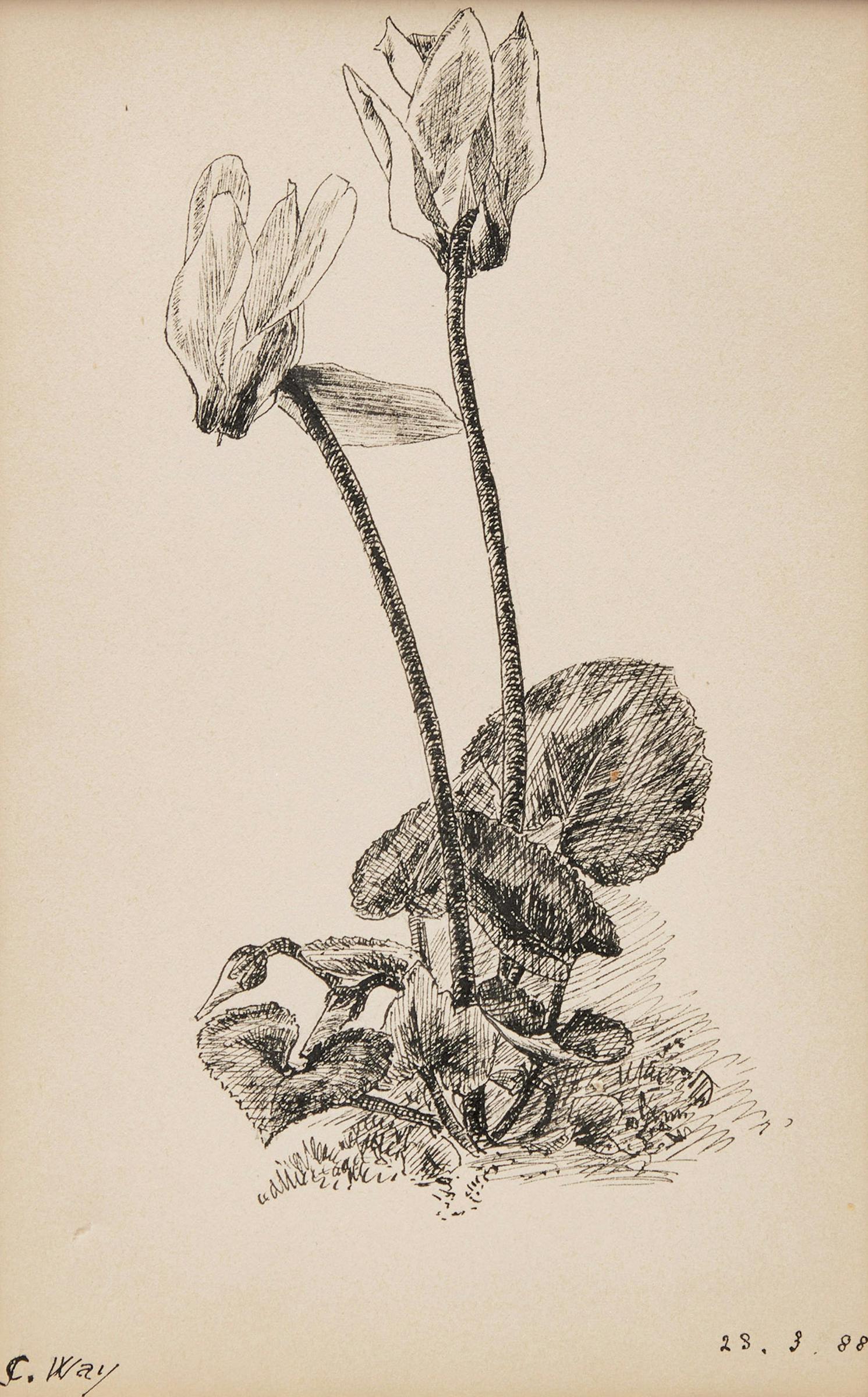 Charles Jones (C. J.) Way (1834-1919) - Flower Sketch