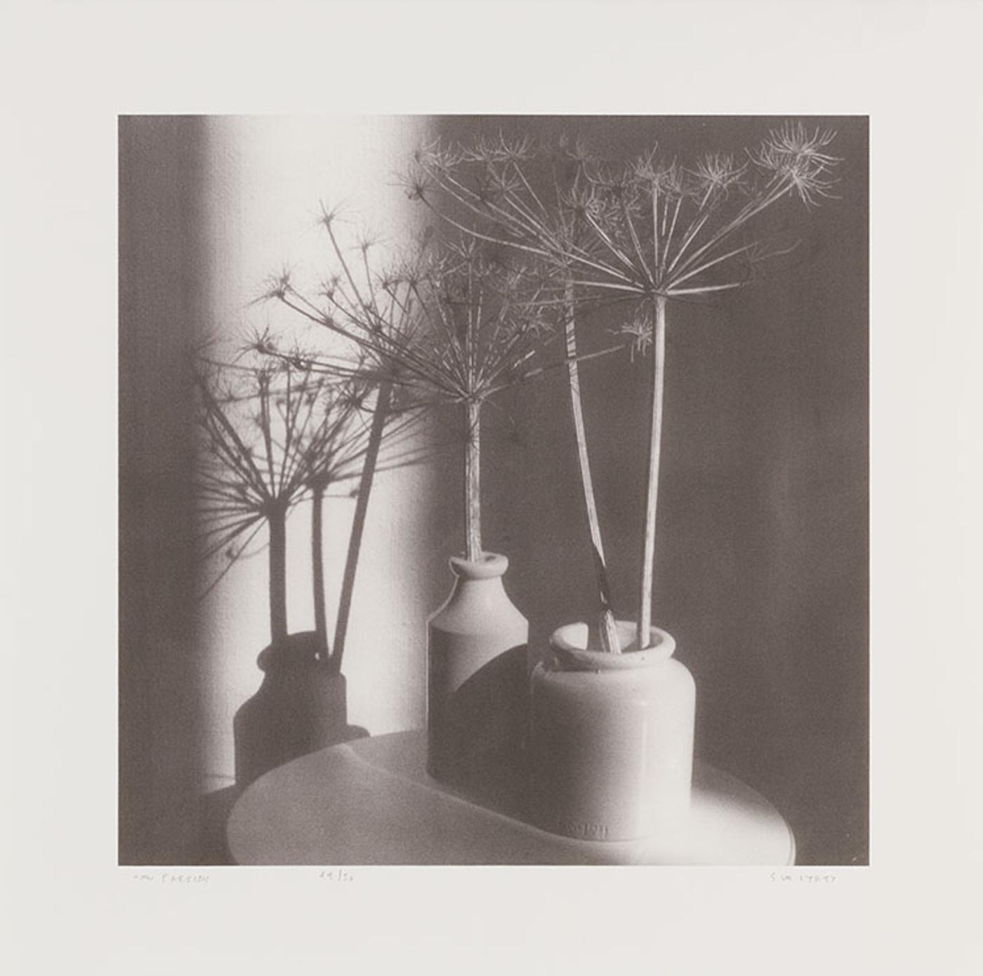 Gordon Applebee Smith (1919-2020) - Cow Parsley