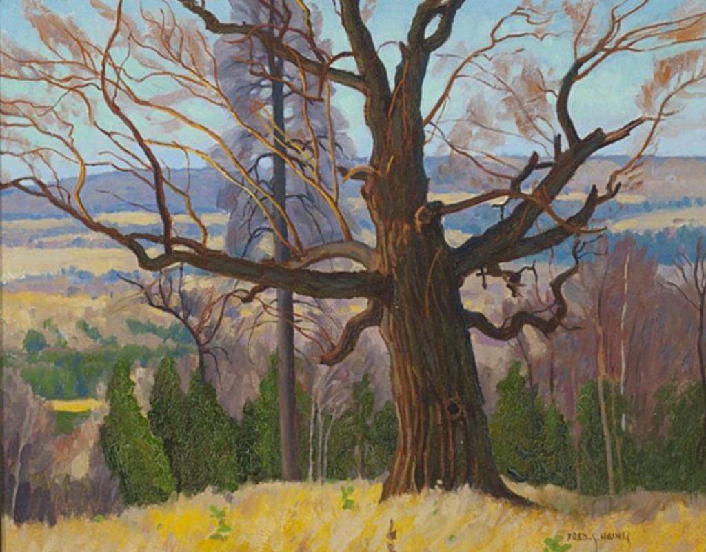 Frederick Stanley Haines (1879-1960) - Majestic Oak