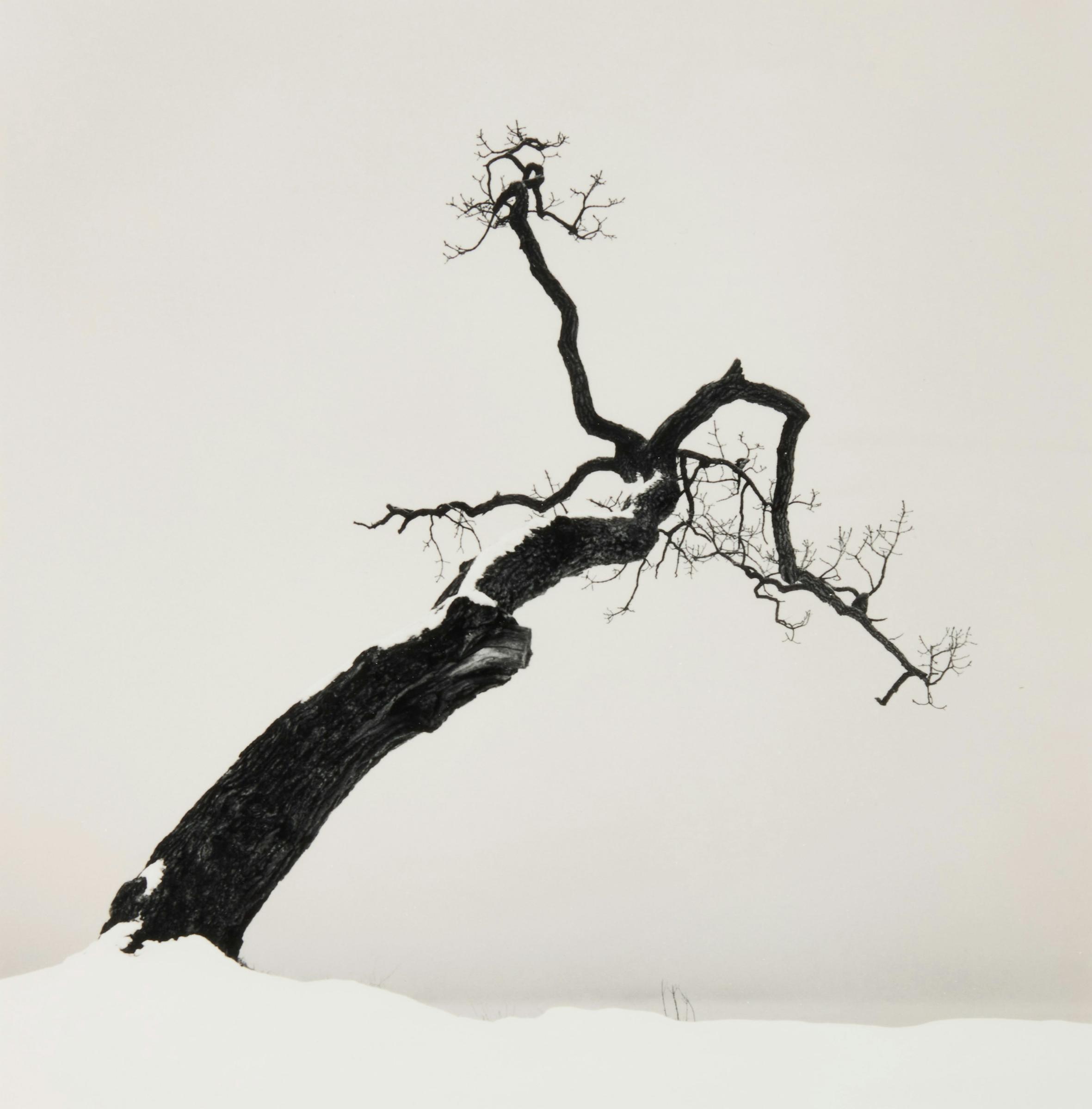 Michael Kenna (1953) - Kussharo Lake Tree, Study 4, Kotan, Hokkaido, Japan