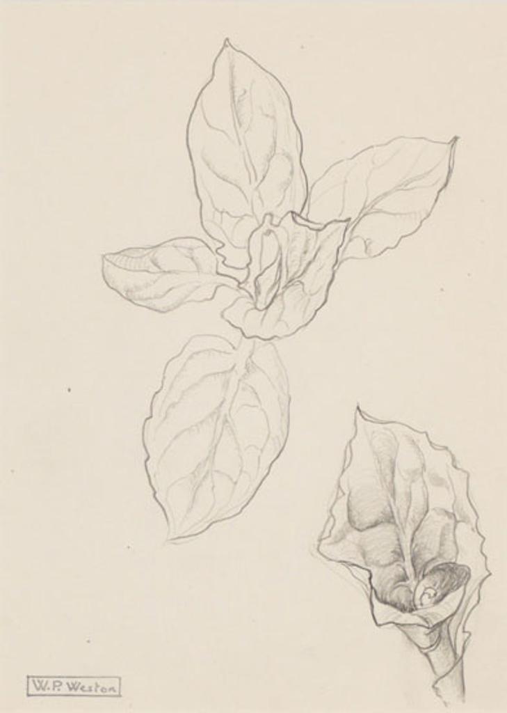 William Percival (W.P.) Weston (1879-1967) - Flowers