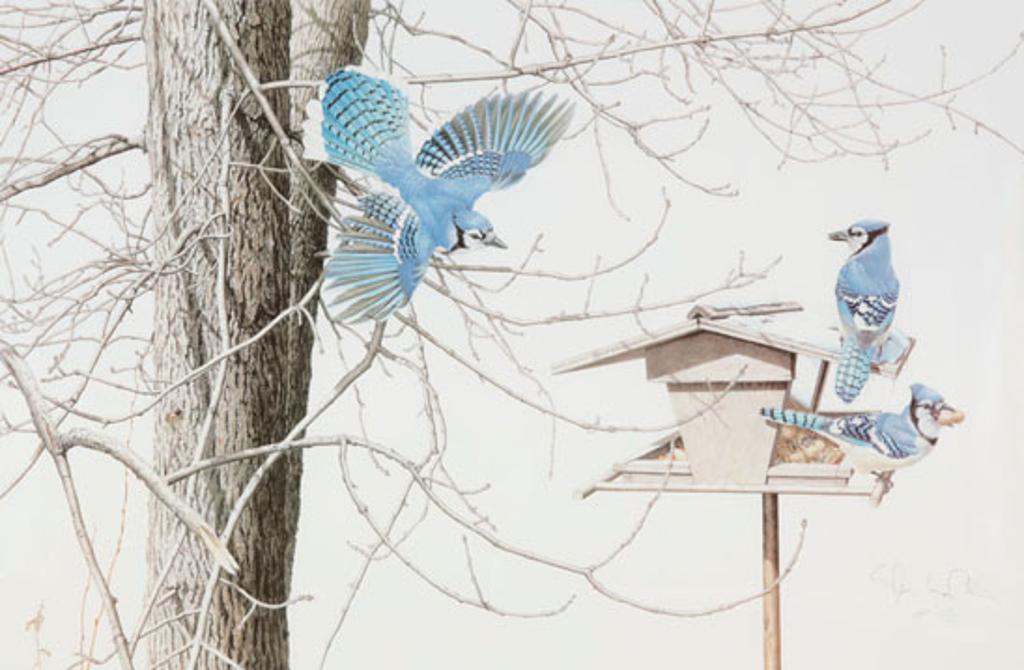 Martin Glen Loates (1945) - Blue Jays at My Feeder (03355/238)