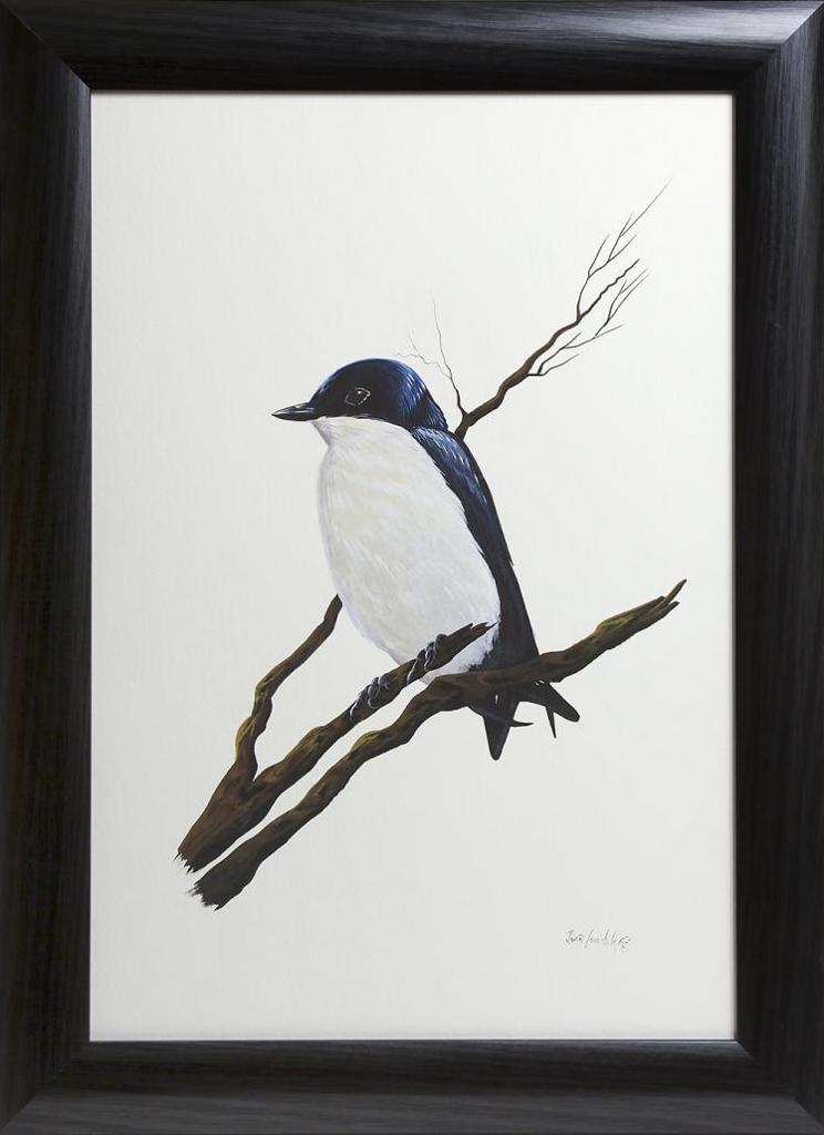 Ivan C. Lonechild (1953) - Untitled - White-breasted Woodswallow