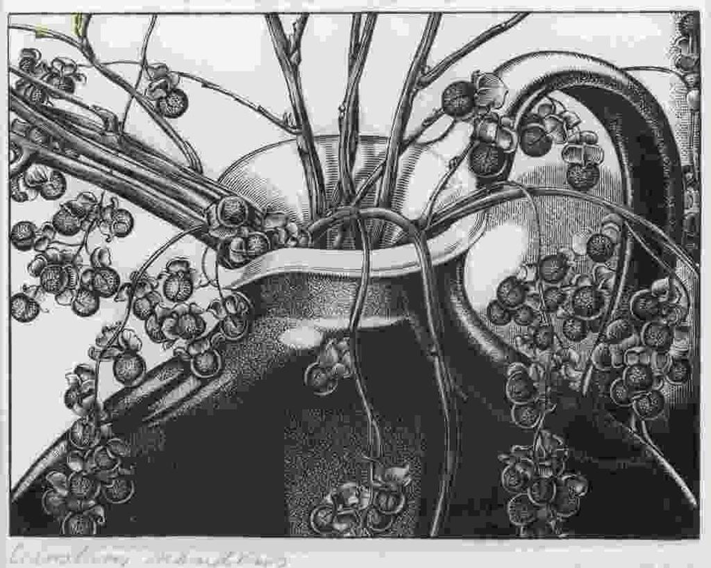 Henry Eric Bergman (1893-1958) - Celastrus Scandens (Bittersweet)