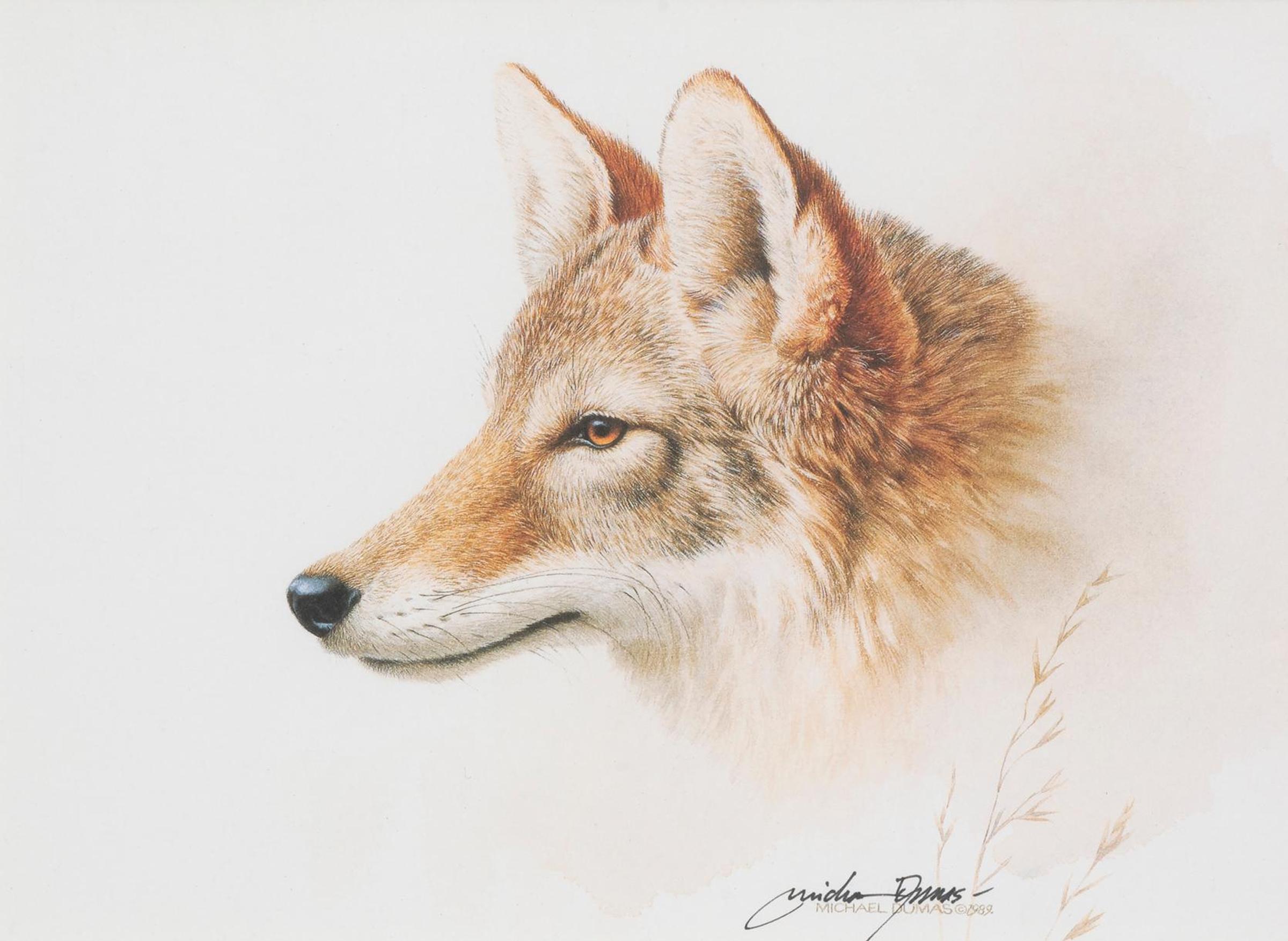 Michael Dumas (1950) - Coyote