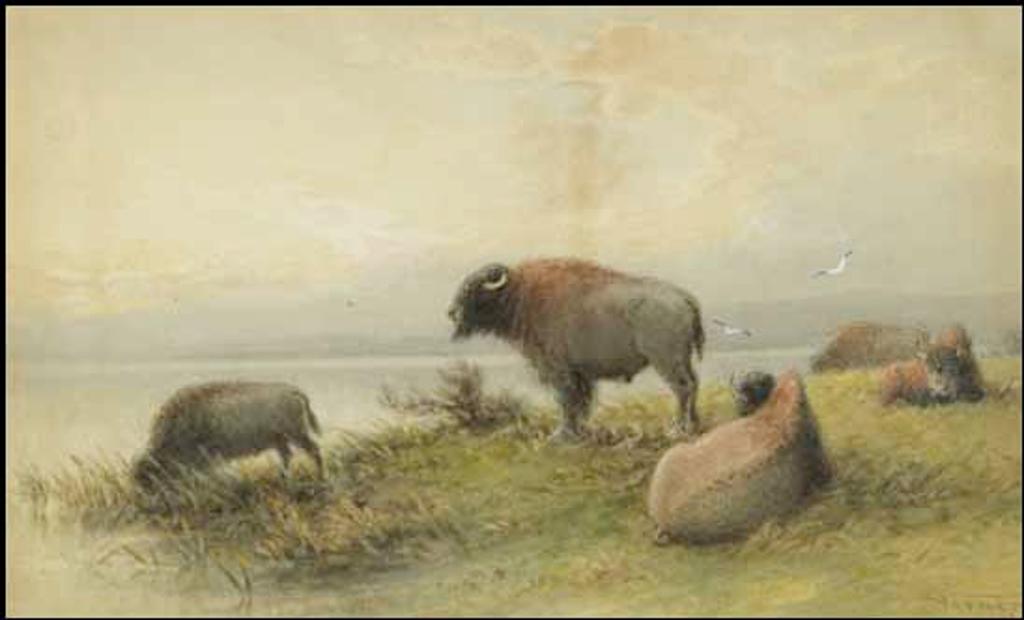 Frederick Arthur Verner (1836-1928) - Bison - Evening