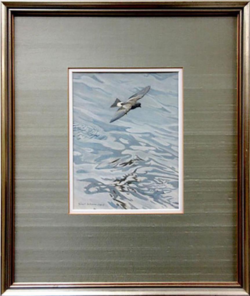 Robert Mclellan Bateman (1930-1922) - Wilson Storm Petrel