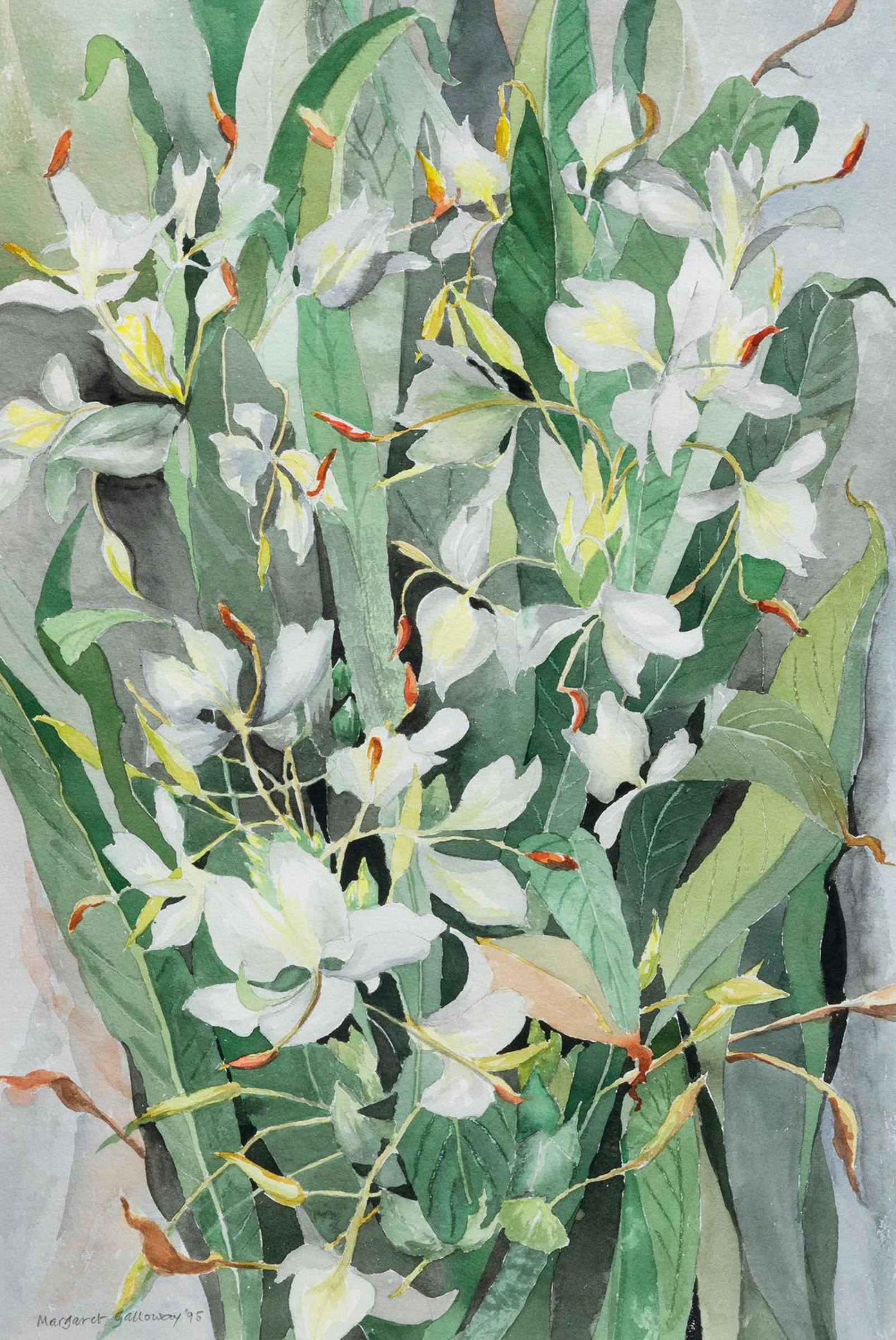 Margaret Galloway (1915) - Flowering Ginger