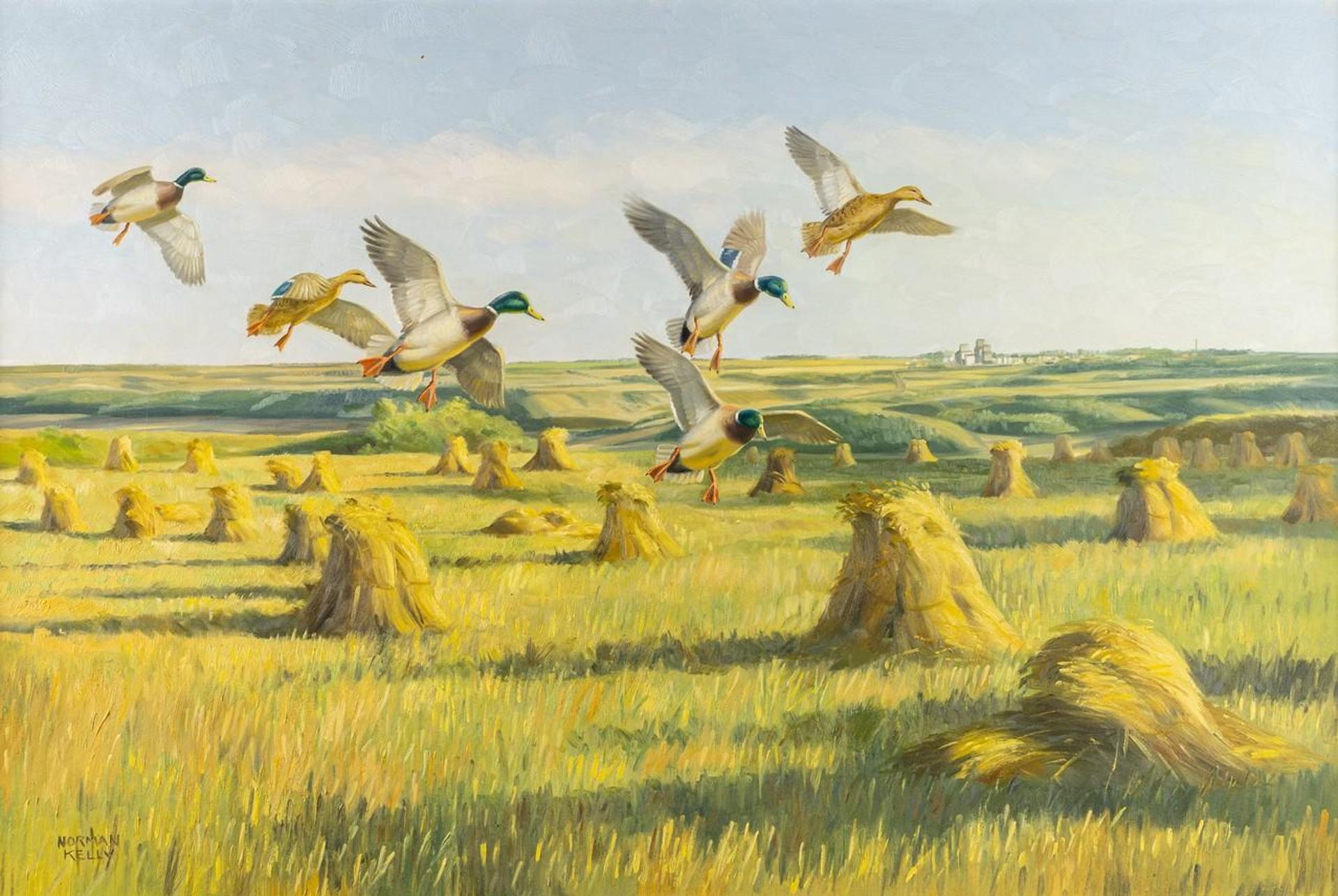 Norman Kelly (1939) - Ducks in Flight