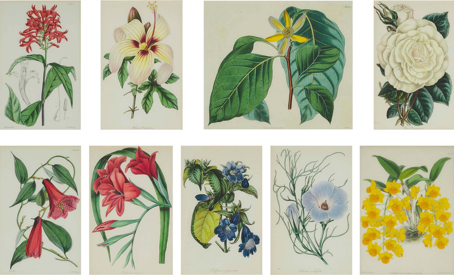 John Lindley - Set Of Nine Assorted Botanical Prints, 19th Century