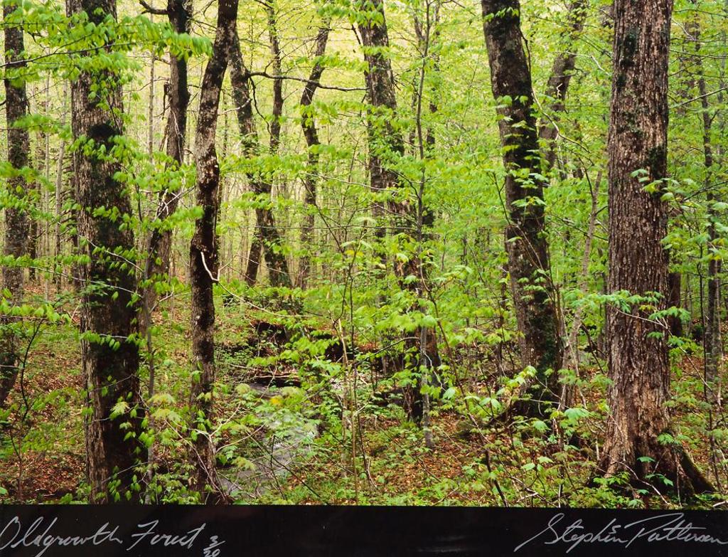 Stephen Scott Patterson - Old Growth Forest