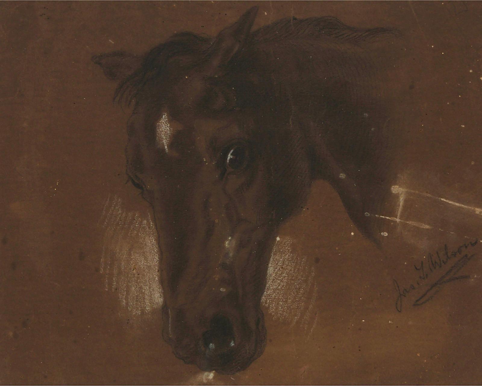 Jas. T. Wilson - Study Of A Favourite Horse