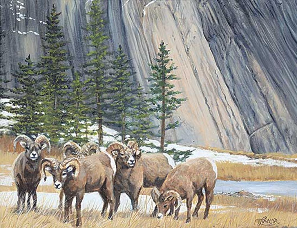 Tammy Taylor (1974) - Untitled - Big Horn Sheep