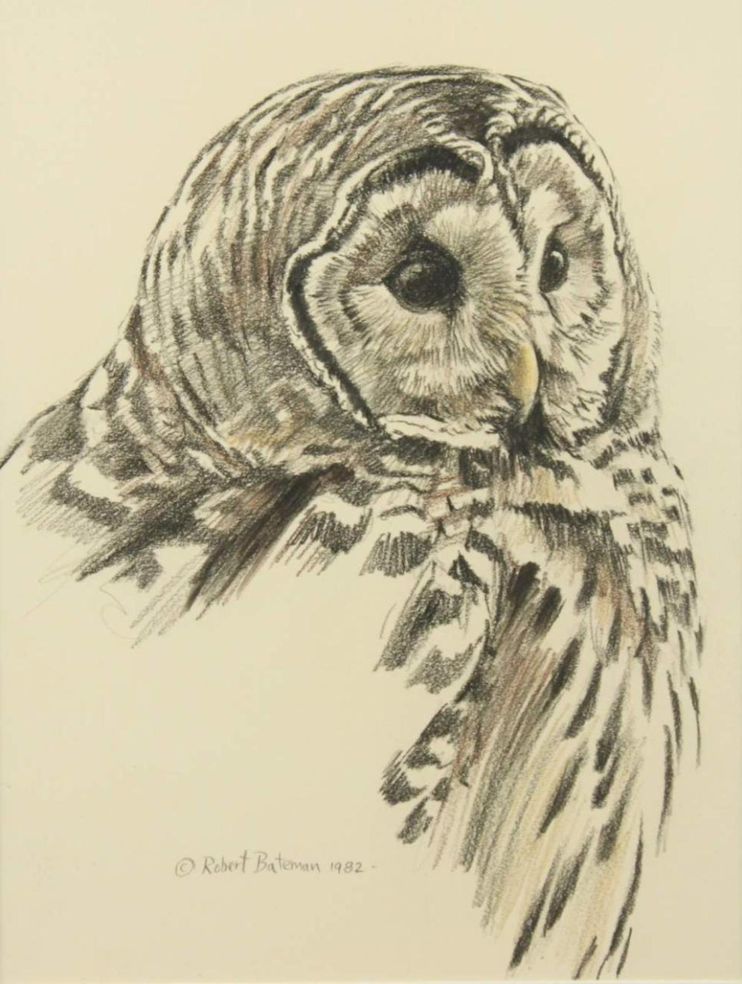 Robert Mclellan Bateman (1930-1922) - Owl