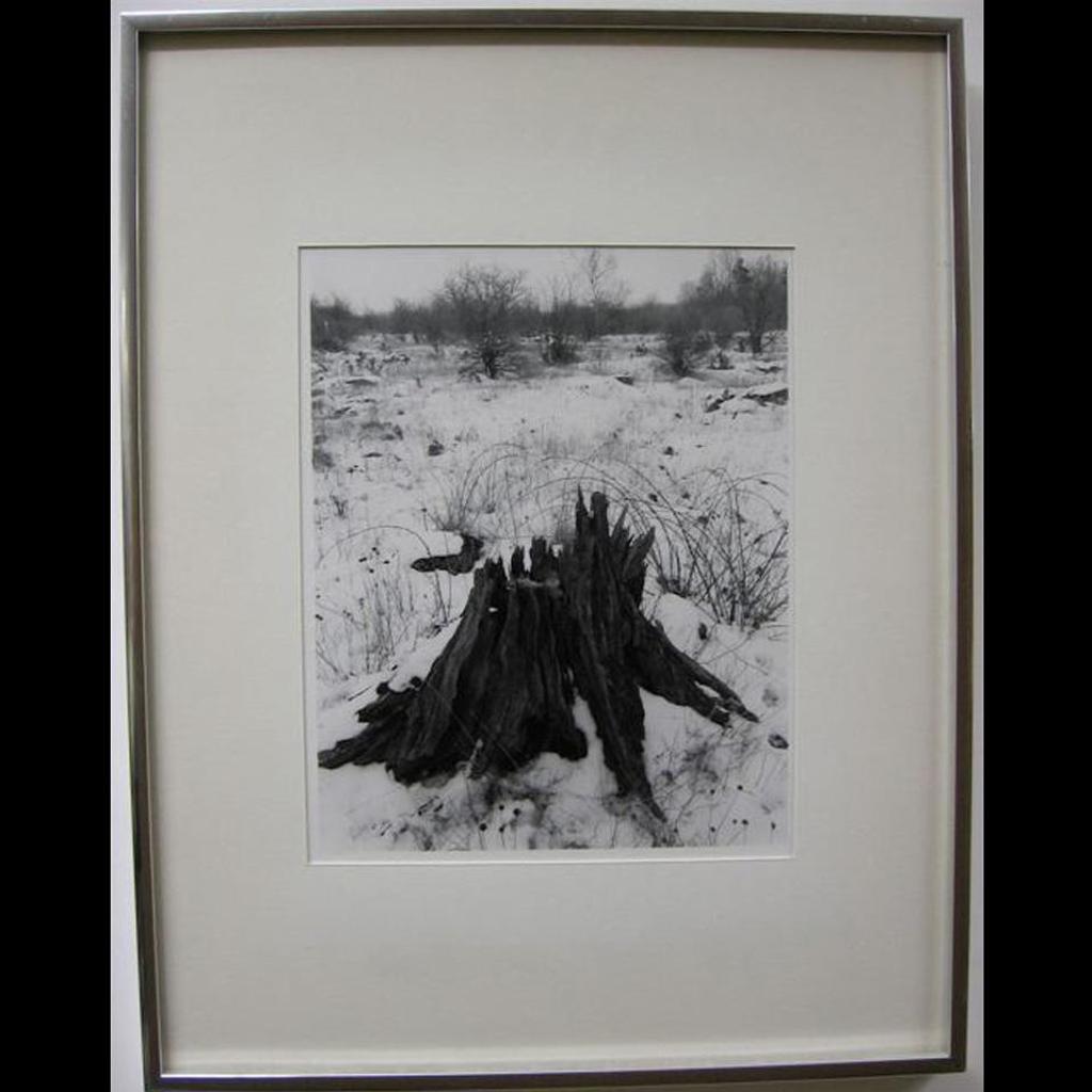 Carol Marino (1943) - Old Pasture (Tree Stump)