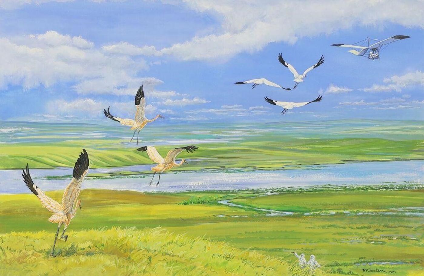 Peter Karsten (1937) - Whooping Cranes, Migration Training; 1993