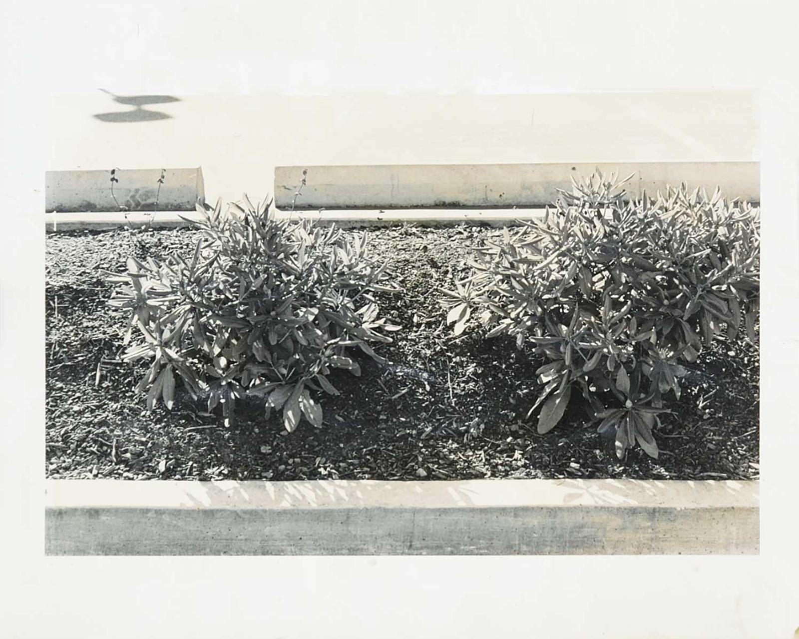 Donna Brunsdale - Untitled - View of Planters