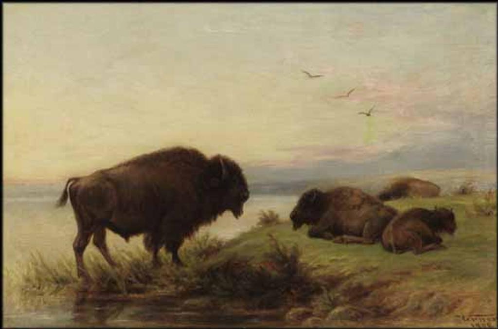 Frederick Arthur Verner (1836-1928) - Buffalo Grazing