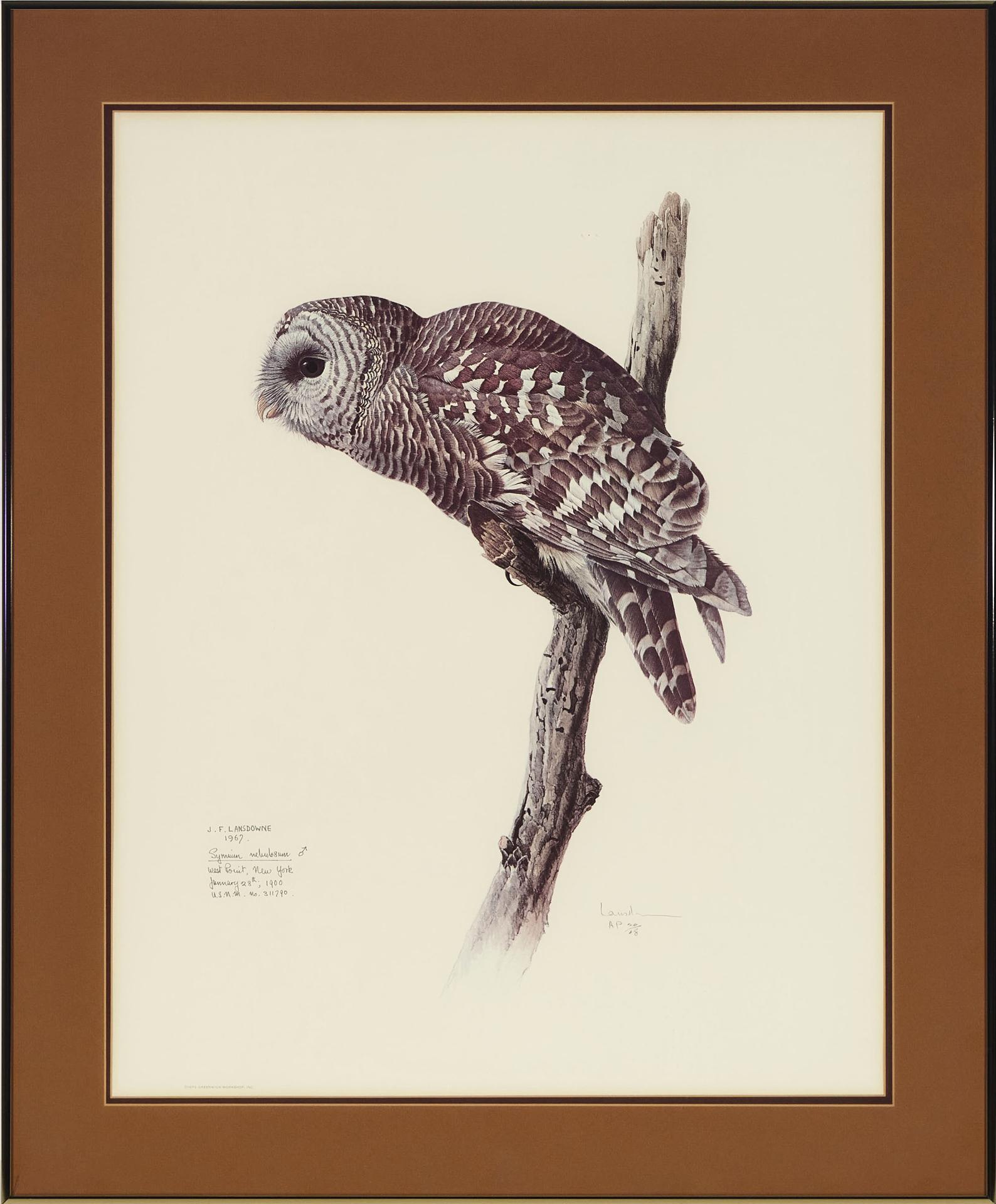 James Fenwick Lansdowne (1937-2008) - Barred Owl
