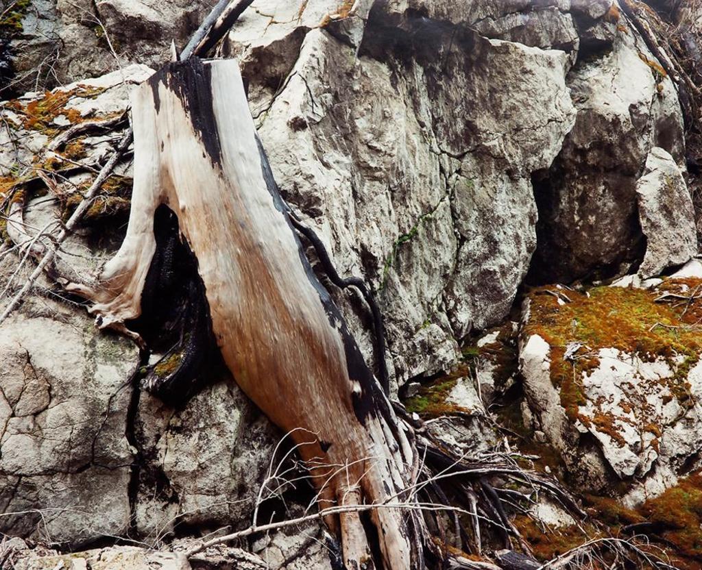 Lorraine Gilbert (1955) - Cut Stump on Rock, Bella Coola, B.C.