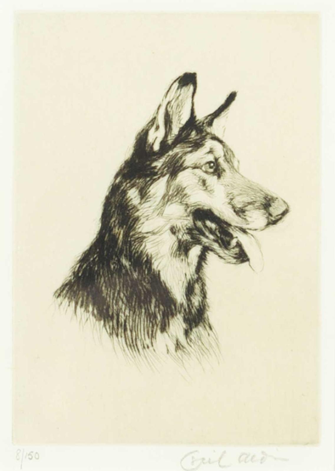 Cecil Charles Windsor Aldin (1870-1935) - Untitled - German Shepherd  #8/150