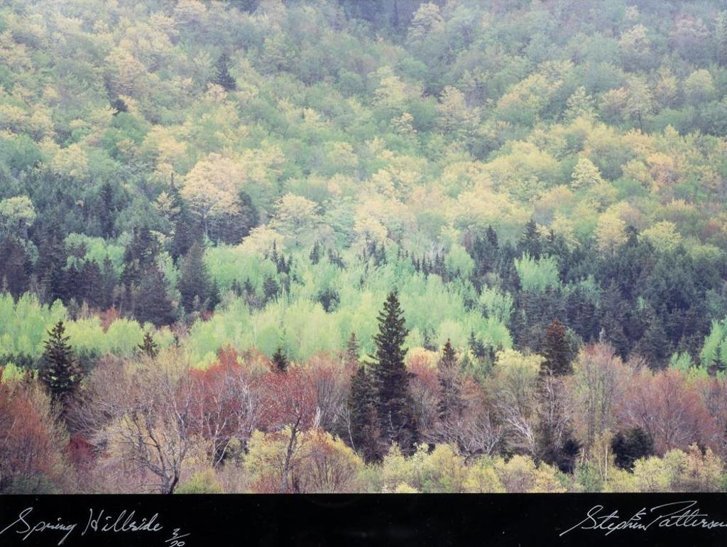 Stephen Scott Patterson - Spring Hillside