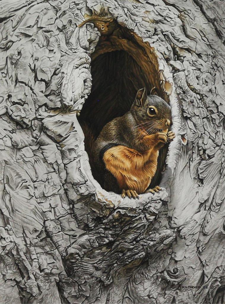 Ronald S. (Ron) Parker (1942) - Douglas Squirrel; 1982