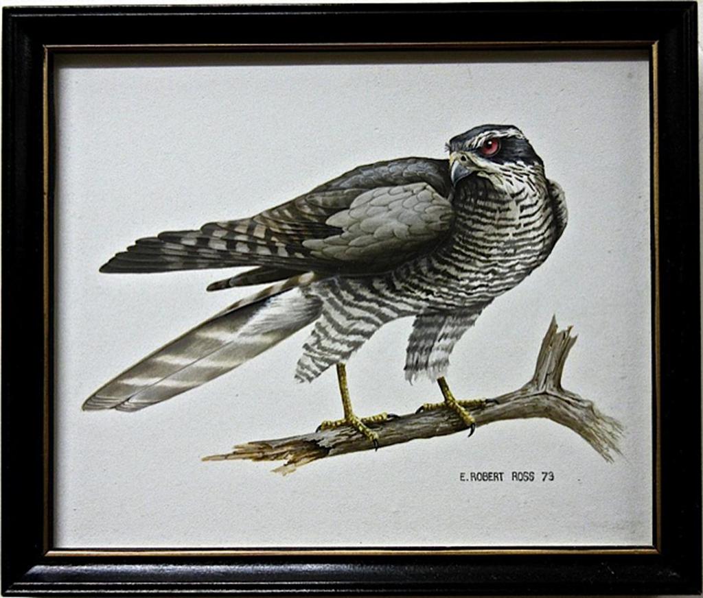 E. Robert Ross (1950) - Falcon; Owl; Woodpecker