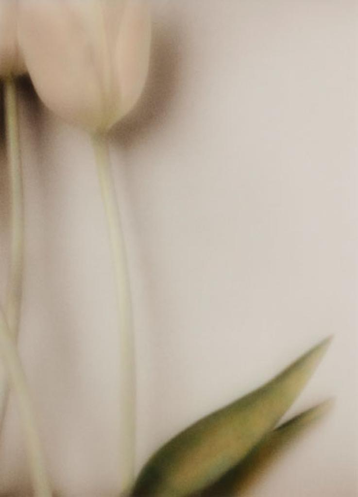 Rick Zolkower - Spring Tulips #8 (03477/477)