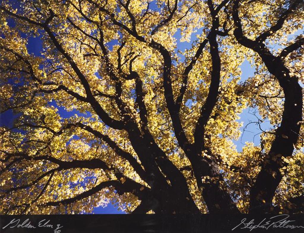 Stephen Scott Patterson - Golden Elm