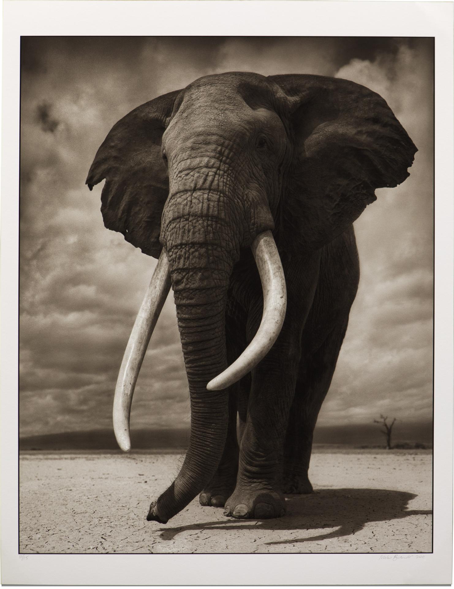 Nick Brandt (1964) - Portrait of an Elephant on Bare Earth
