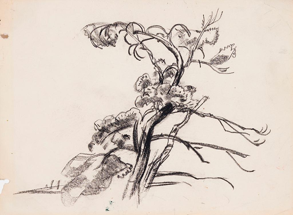 Arthur Lismer (1885-1969) - Tree Study