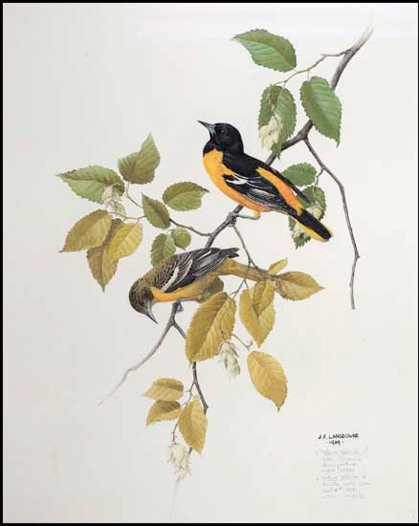 James Fenwick Lansdowne (1937-2008) - Icterus Galbula (Northern Oriole)