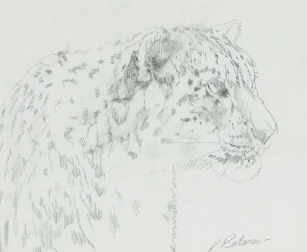 Robert Mclellan Bateman (1930-1922) - Study for High Kingdom Snow Leopard