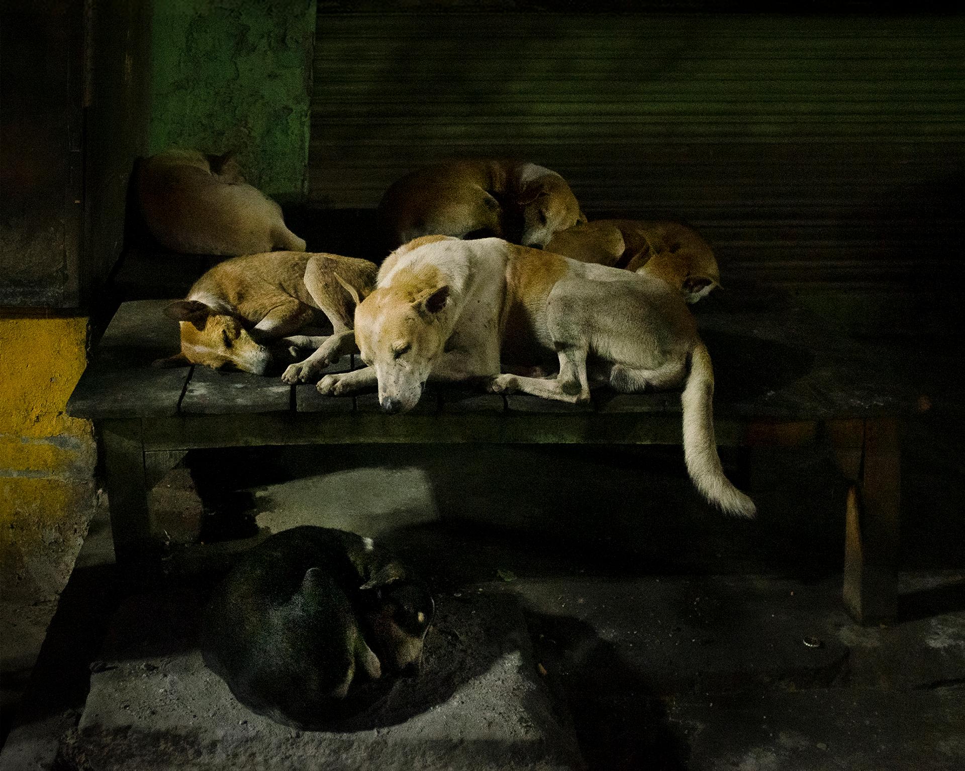 Pauli-Ann Carriere - Varanasi Dogs