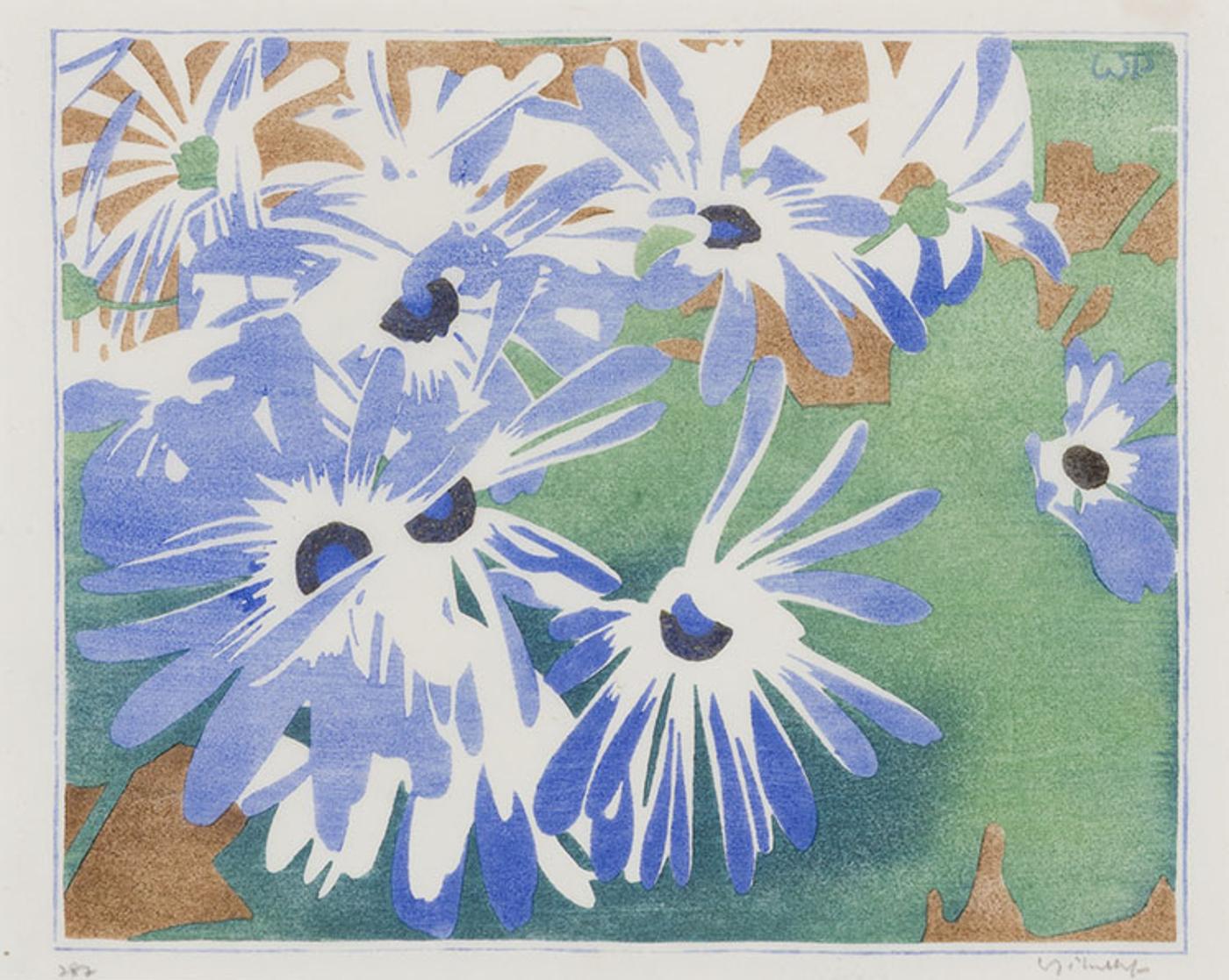 Walter Joseph (W.J.) Phillips (1884-1963) - Cineraria